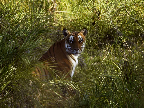 అరణ్యాలలో సాహస పర్యటన 