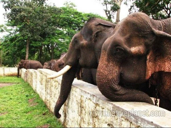 జీవన ఆనందం