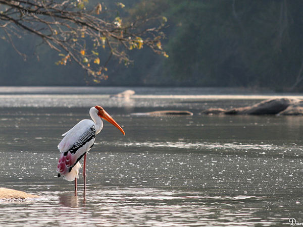 రంగన్న తిట్టు బర్డ్ సంక్చురి 