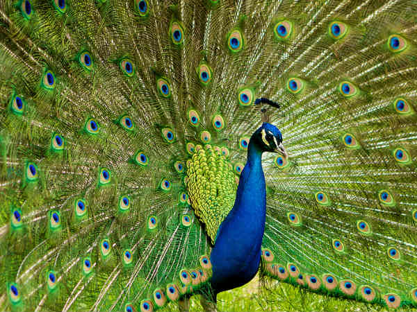 బంకాపూర పీకాక్ సంక్చురి 