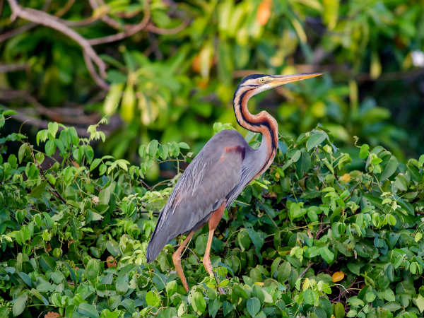  బోనాల్ బర్డ్ సాన్క్చురి 
