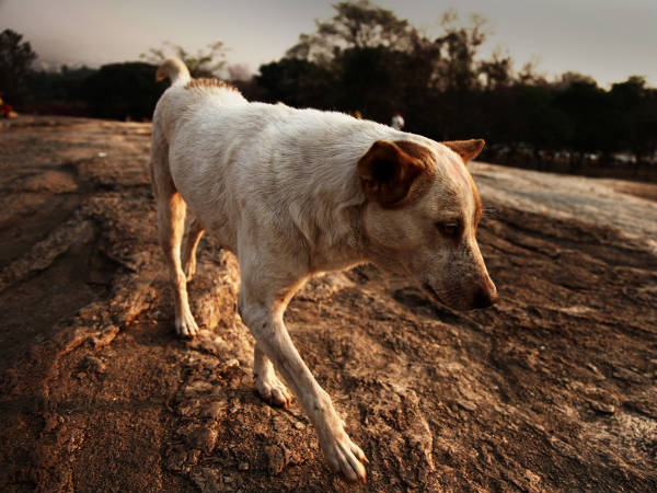 ఫోటో వాక్ 