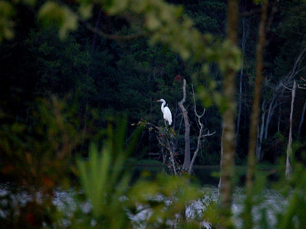 ఎగ్రేట్ పక్షులు 