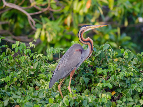 హేరాన్స్ 