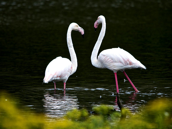 ఫ్లామింగో పక్షులు 