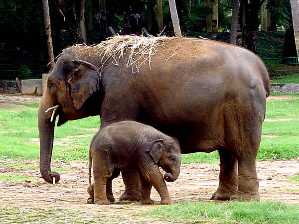 మైసూరు జూ 