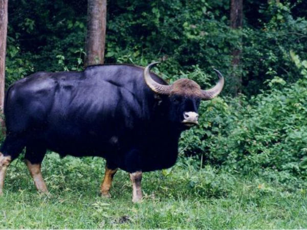  బ్రహ్మగిరి పర్వతాలు 