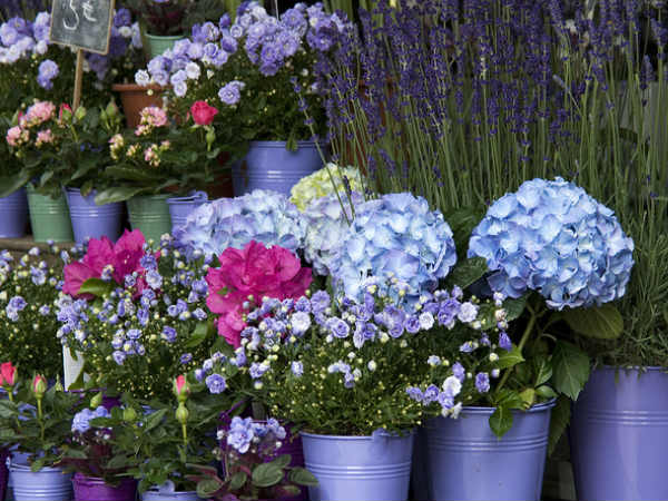 ఫాన్సీ ఫ్లవర్ షాప్ లు 