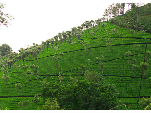 కోడనాడు దృశ్య ప్రదేశం