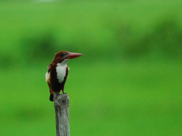 కిల కిల లాడే పక్షులు
