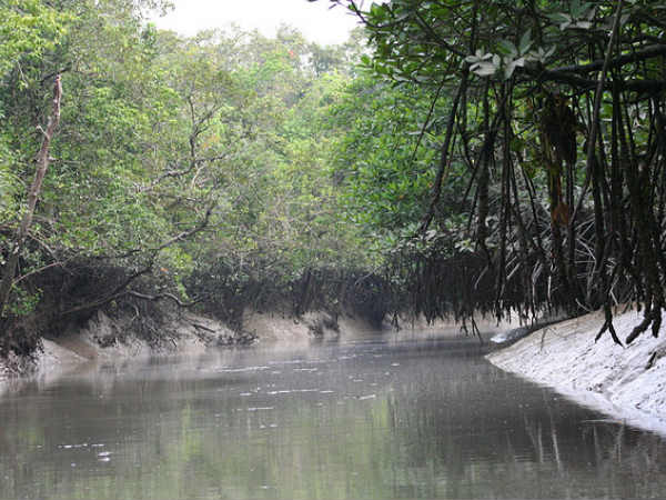 సముద్రపు అడవులు 