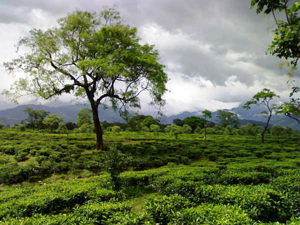 దోయర్స్ 