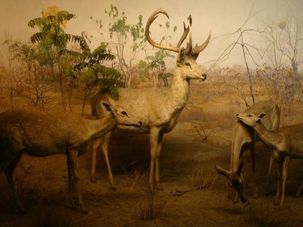 కీబుల్ లామ్జావో నేషనల్ పార్క్ 