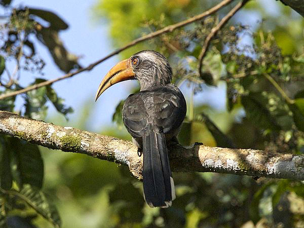 తట్టేక్కాద్ బర్డ్ సాన్క్చురి.