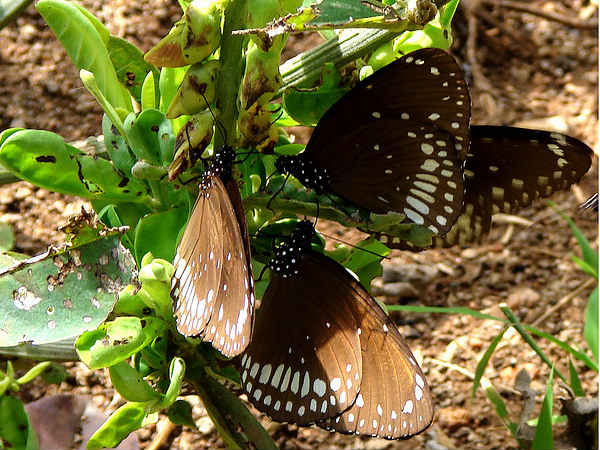 ఉల్టా పాణి 