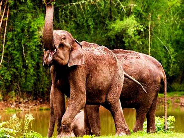 బండిపూర్ నేషనల్ పార్క్ / టైగర్ రిజర్వు 