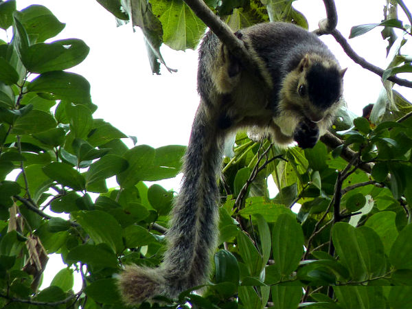 కావేరి వైల్డ్ లైఫ్ సాన్క్చురి 