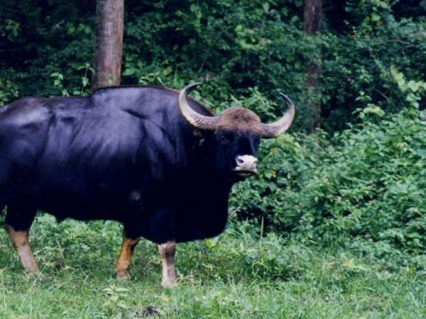 నాగర్ హోల్ నేషనల్ పార్క్ 