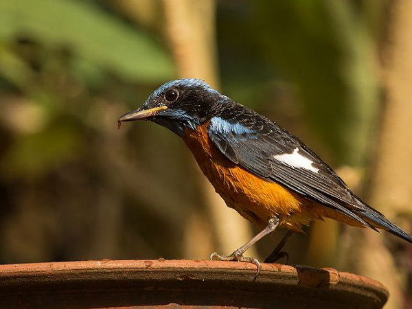 దండెలి వైల్డ్ లైఫ్ సాన్క్చురి 