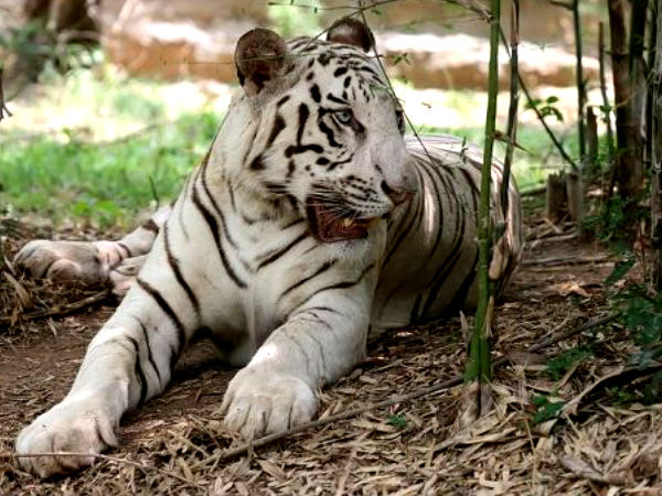 బన్నెర ఘట్ట నేషనల్ పార్క్ 