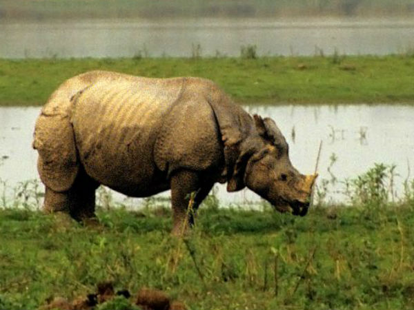 అంతరించే జంతువులు !