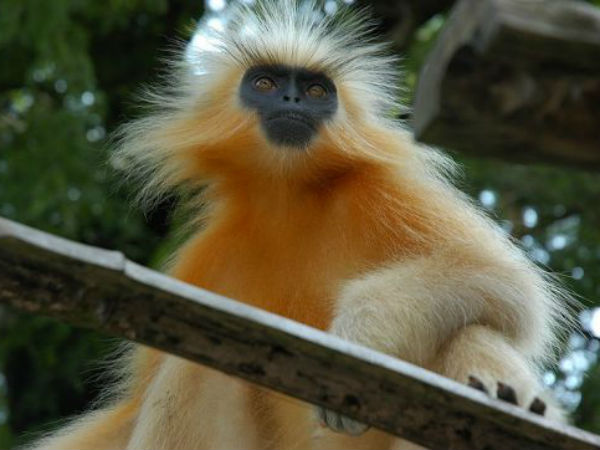 అరుదైన జంతువులు 