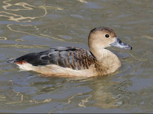 వన్యప్రాణుల అభయారణ్యం!