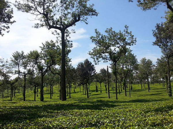 మున్నార్ 