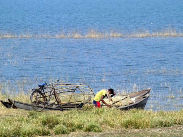 వృక్ష, జంతు జాలాలు 