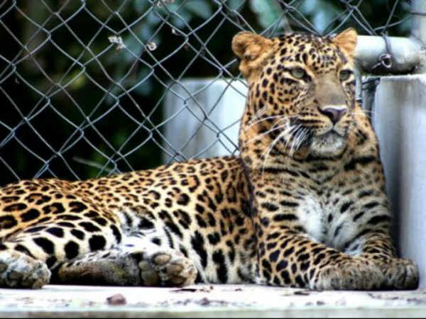  అల్లెన్ ఫారెస్ట్ జూ 