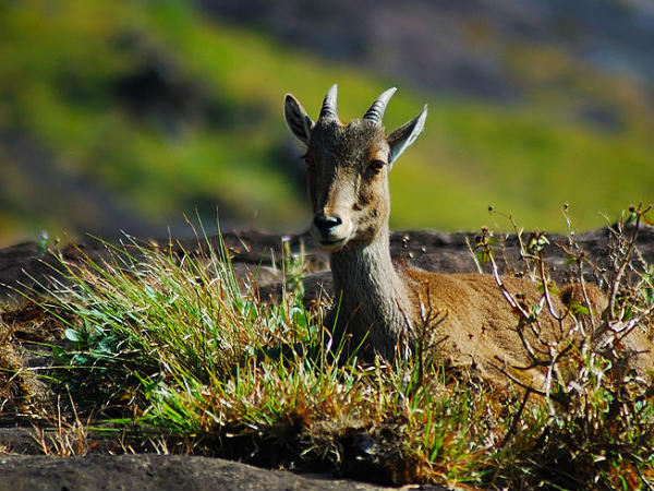 ఎరావికులం నేషనల్ పార్క్ 