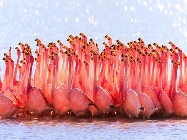 వేదాన్తంగల్ 