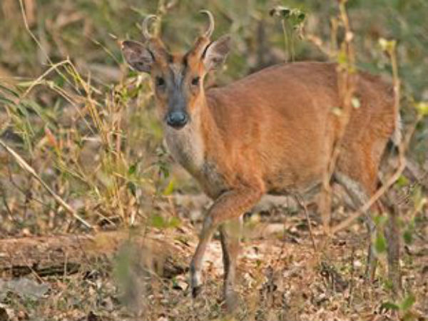  వన్ డే విహారం - విహంగ వీక్షణం!