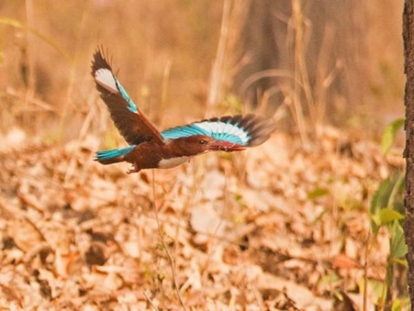  వన్ డే విహారం - విహంగ వీక్షణం!