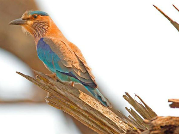  వన్ డే విహారం - విహంగ వీక్షణం!