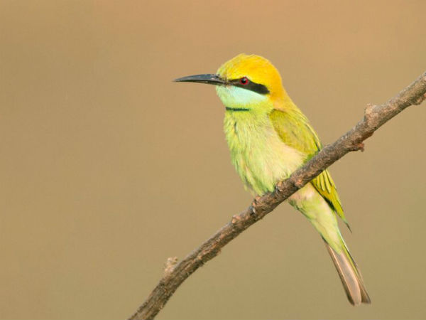  వన్ డే విహారం - విహంగ వీక్షణం!