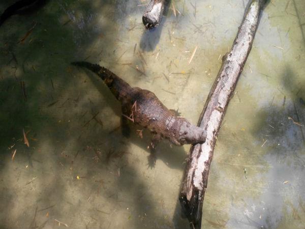 పిల్లల ఆనందాలు - పెద్దల సంతోషాలు!