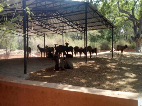 పిల్లల ఆనందాలు - పెద్దల సంతోషాలు!