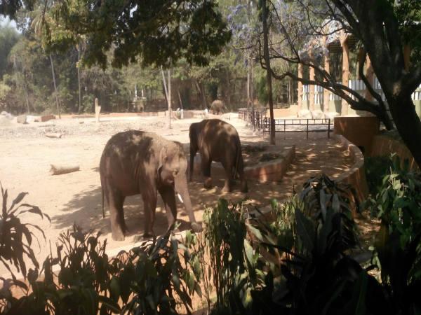 పిల్లల ఆనందాలు - పెద్దల సంతోషాలు!