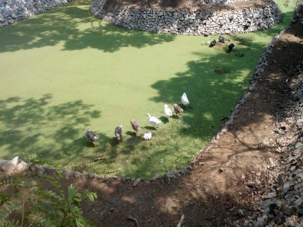 పిల్లల ఆనందాలు - పెద్దల సంతోషాలు!