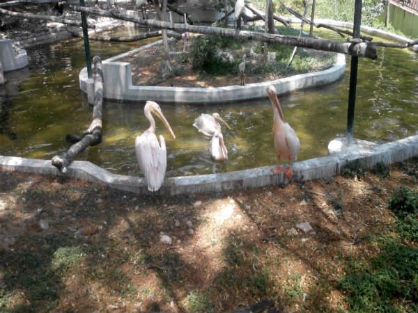 పిల్లల ఆనందాలు - పెద్దల సంతోషాలు!