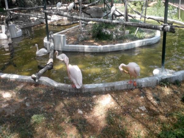 పిల్లల ఆనందాలు - పెద్దల సంతోషాలు!