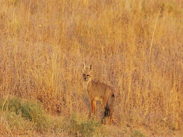  నీటి అవసరం లేదు - ఎన్నాళ్ళైనా సరే ?