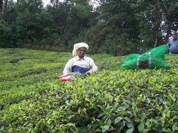 మున్నార్ పర్యటనా రహస్యం 