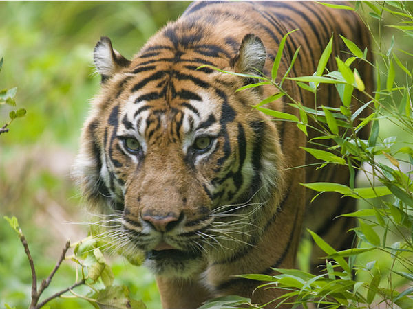  పగలు ప్రయాణం - రాత్రి విశ్రాంతి!