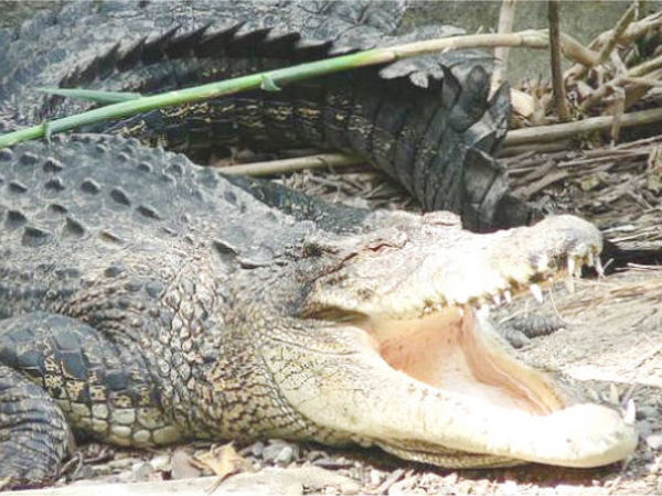 వావ్...ఫిష్ అంటే పడి చస్తా ....?