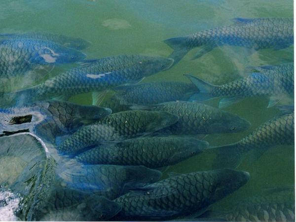 ప్రఖ్యాత ఆధ్యాత్మిక పీఠం