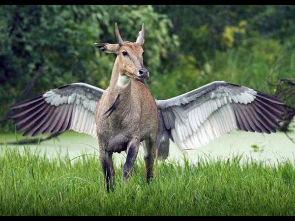 అందమైన చిత్రం 