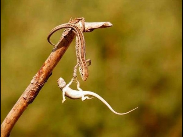 అందమైన చిత్రం 