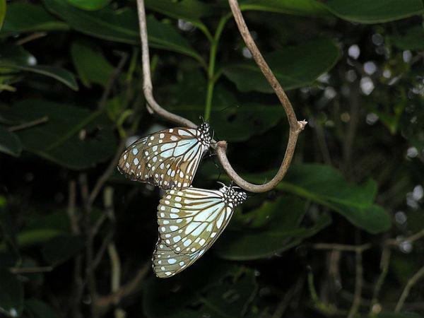 అందమైన సీతా కోక చిలకల జంట 